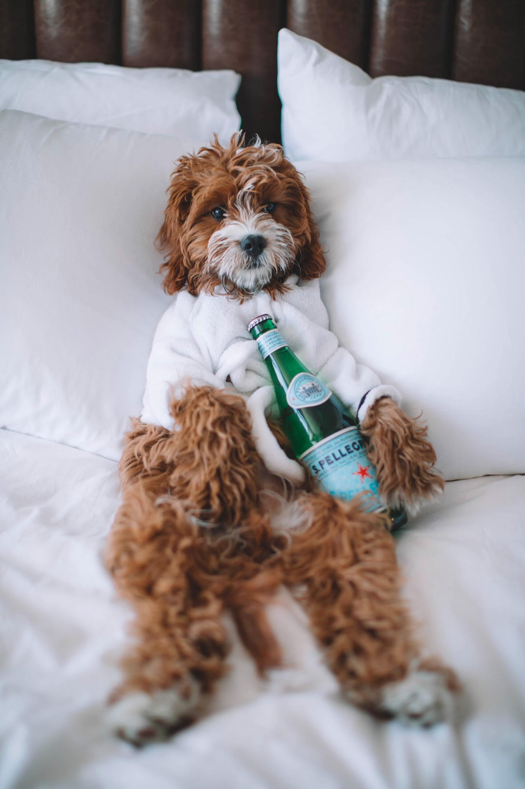 Amusing dog draped in a towel, playfully holding a beer bottle, in a hotel room, showcasing a light hearted and quirky moment during a stay