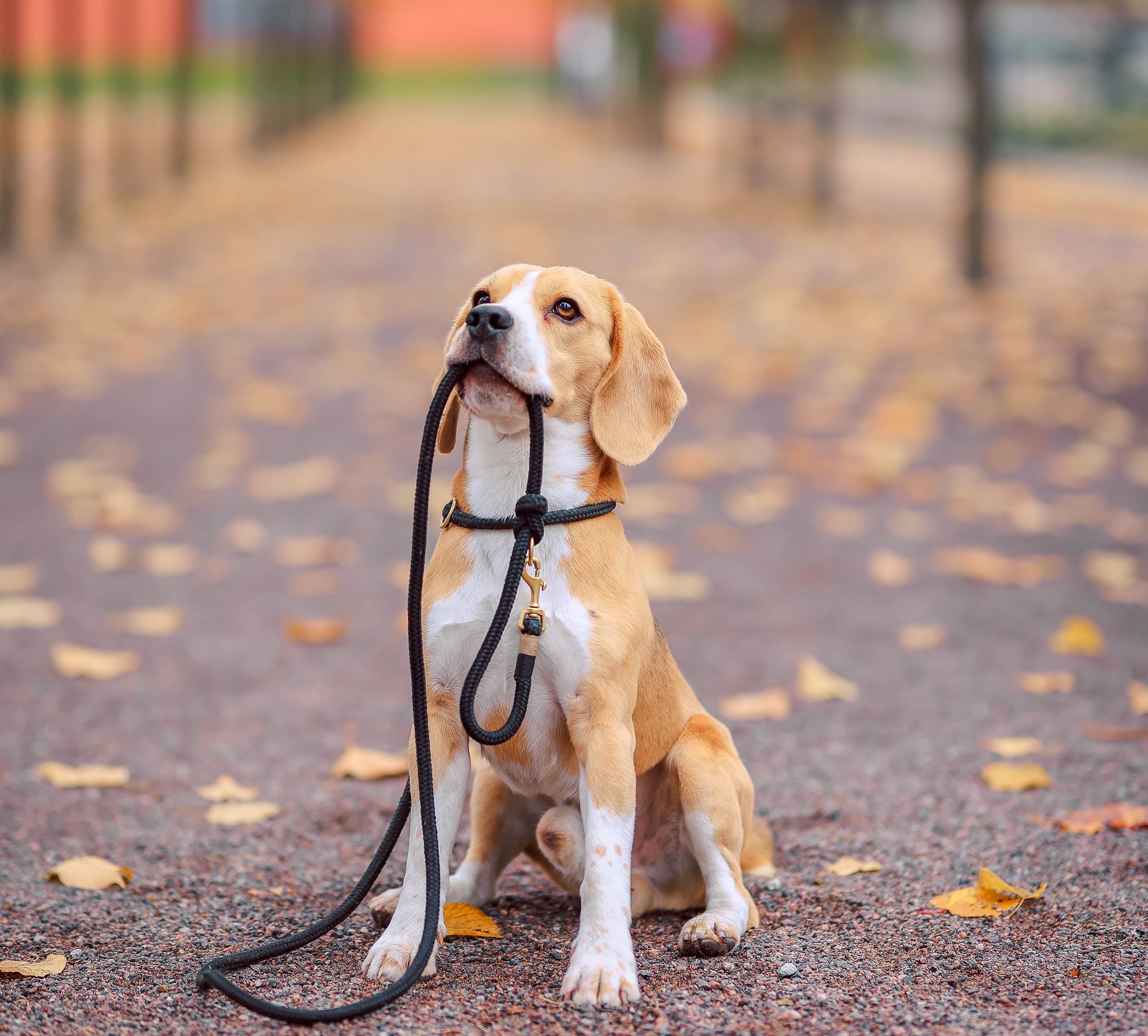 Loyal dog holding its leash amidst a road covered in autumn leaves, epitomizing Grapevine Placements Agency's pet sitting services ensuring love and care for pets in the absence of their owners
